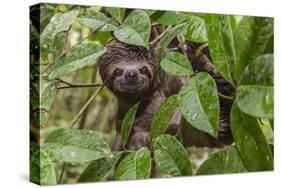 A wild brown-throated sloth , Landing Casual, Upper Amazon River Basin, Loreto, Peru-Michael Nolan-Stretched Canvas