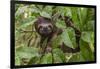 A wild brown-throated sloth , Landing Casual, Upper Amazon River Basin, Loreto, Peru-Michael Nolan-Framed Photographic Print