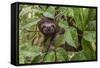 A wild brown-throated sloth , Landing Casual, Upper Amazon River Basin, Loreto, Peru-Michael Nolan-Framed Stretched Canvas