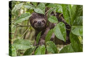 A wild brown-throated sloth , Landing Casual, Upper Amazon River Basin, Loreto, Peru-Michael Nolan-Stretched Canvas