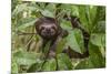 A wild brown-throated sloth , Landing Casual, Upper Amazon River Basin, Loreto, Peru-Michael Nolan-Mounted Premium Photographic Print