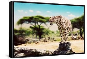 A Wild Cheetah about to Attack, Hunt, Sitting on a Dead Tree. Safari in Serengeti, Tanzania, Africa-Michal Bednarek-Framed Stretched Canvas