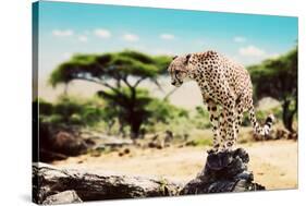 A Wild Cheetah about to Attack, Hunt, Sitting on a Dead Tree. Safari in Serengeti, Tanzania, Africa-Michal Bednarek-Stretched Canvas