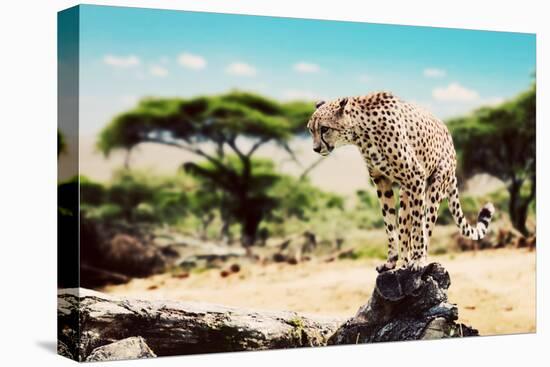 A Wild Cheetah about to Attack, Hunt, Sitting on a Dead Tree. Safari in Serengeti, Tanzania, Africa-Michal Bednarek-Stretched Canvas