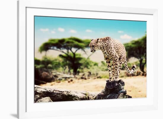 A Wild Cheetah about to Attack, Hunt, Sitting on a Dead Tree. Safari in Serengeti, Tanzania, Africa-Michal Bednarek-Framed Photographic Print