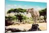 A Wild Cheetah about to Attack, Hunt, Sitting on a Dead Tree. Safari in Serengeti, Tanzania, Africa-Michal Bednarek-Mounted Photographic Print