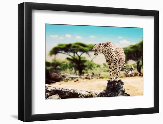 A Wild Cheetah about to Attack, Hunt, Sitting on a Dead Tree. Safari in Serengeti, Tanzania, Africa-Michal Bednarek-Framed Photographic Print