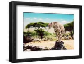 A Wild Cheetah about to Attack, Hunt, Sitting on a Dead Tree. Safari in Serengeti, Tanzania, Africa-Michal Bednarek-Framed Photographic Print