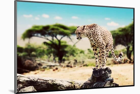 A Wild Cheetah about to Attack, Hunt, Sitting on a Dead Tree. Safari in Serengeti, Tanzania, Africa-Michal Bednarek-Mounted Photographic Print