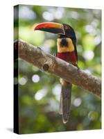 A Wild Fiery-Billed Aracari, Costa Rica-Jim Goldstein-Stretched Canvas