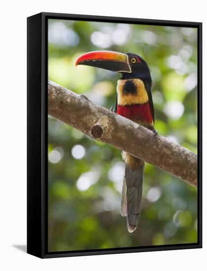 A Wild Fiery-Billed Aracari, Costa Rica-Jim Goldstein-Framed Stretched Canvas