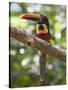A Wild Fiery-Billed Aracari, Costa Rica-Jim Goldstein-Stretched Canvas