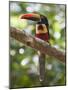 A Wild Fiery-Billed Aracari, Costa Rica-Jim Goldstein-Mounted Photographic Print