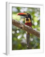 A Wild Fiery-Billed Aracari, Costa Rica-Jim Goldstein-Framed Photographic Print