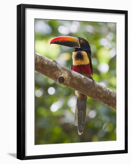 A Wild Fiery-Billed Aracari, Costa Rica-Jim Goldstein-Framed Photographic Print