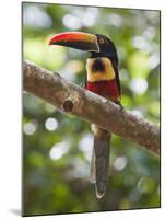 A Wild Fiery-Billed Aracari, Costa Rica-Jim Goldstein-Mounted Photographic Print