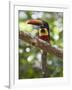 A Wild Fiery-Billed Aracari, Costa Rica-Jim Goldstein-Framed Photographic Print