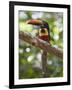 A Wild Fiery-Billed Aracari, Costa Rica-Jim Goldstein-Framed Photographic Print