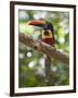 A Wild Fiery-Billed Aracari, Costa Rica-Jim Goldstein-Framed Photographic Print