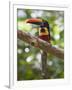 A Wild Fiery-Billed Aracari, Costa Rica-Jim Goldstein-Framed Photographic Print