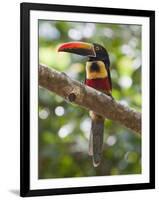 A Wild Fiery-Billed Aracari, Costa Rica-Jim Goldstein-Framed Photographic Print