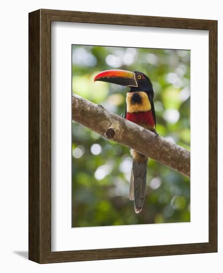 A Wild Fiery-Billed Aracari, Costa Rica-Jim Goldstein-Framed Photographic Print