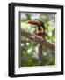 A Wild Fiery-Billed Aracari, Costa Rica-Jim Goldstein-Framed Photographic Print