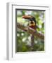 A Wild Fiery-Billed Aracari, Costa Rica-Jim Goldstein-Framed Photographic Print