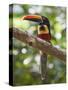 A Wild Fiery-Billed Aracari, Costa Rica-Jim Goldstein-Stretched Canvas