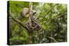 A wild green anaconda (Eunectes murinus), Amazon National Park, Loreto, Peru, South America-Michael Nolan-Stretched Canvas