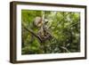 A wild green anaconda (Eunectes murinus), Amazon National Park, Loreto, Peru, South America-Michael Nolan-Framed Photographic Print