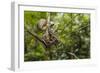 A wild green anaconda (Eunectes murinus), Amazon National Park, Loreto, Peru, South America-Michael Nolan-Framed Photographic Print