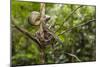 A wild green anaconda (Eunectes murinus), Amazon National Park, Loreto, Peru, South America-Michael Nolan-Mounted Photographic Print