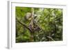 A wild green anaconda (Eunectes murinus), Amazon National Park, Loreto, Peru, South America-Michael Nolan-Framed Photographic Print