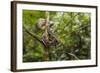 A wild green anaconda (Eunectes murinus), Amazon National Park, Loreto, Peru, South America-Michael Nolan-Framed Photographic Print