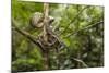 A wild green anaconda (Eunectes murinus), Amazon National Park, Loreto, Peru, South America-Michael Nolan-Mounted Photographic Print