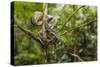 A wild green anaconda (Eunectes murinus), Amazon National Park, Loreto, Peru, South America-Michael Nolan-Stretched Canvas