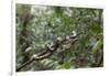 A wild green anaconda (Eunectes murinus), Amazon National Park, Loreto, Peru, South America-Michael Nolan-Framed Photographic Print