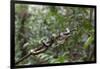 A wild green anaconda (Eunectes murinus), Amazon National Park, Loreto, Peru, South America-Michael Nolan-Framed Photographic Print