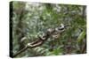 A wild green anaconda (Eunectes murinus), Amazon National Park, Loreto, Peru, South America-Michael Nolan-Stretched Canvas