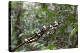 A wild green anaconda (Eunectes murinus), Amazon National Park, Loreto, Peru, South America-Michael Nolan-Stretched Canvas