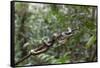A wild green anaconda (Eunectes murinus), Amazon National Park, Loreto, Peru, South America-Michael Nolan-Framed Stretched Canvas