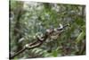 A wild green anaconda (Eunectes murinus), Amazon National Park, Loreto, Peru, South America-Michael Nolan-Stretched Canvas