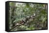 A wild green anaconda (Eunectes murinus), Amazon National Park, Loreto, Peru, South America-Michael Nolan-Framed Stretched Canvas