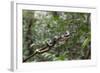 A wild green anaconda (Eunectes murinus), Amazon National Park, Loreto, Peru, South America-Michael Nolan-Framed Photographic Print