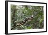 A wild green anaconda (Eunectes murinus), Amazon National Park, Loreto, Peru, South America-Michael Nolan-Framed Photographic Print