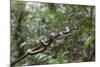 A wild green anaconda (Eunectes murinus), Amazon National Park, Loreto, Peru, South America-Michael Nolan-Mounted Photographic Print