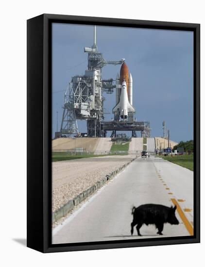 A Wild Hog Walks Across the Road-null-Framed Stretched Canvas