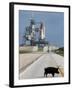 A Wild Hog Walks Across the Road-null-Framed Premium Photographic Print