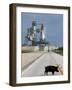 A Wild Hog Walks Across the Road-null-Framed Photographic Print